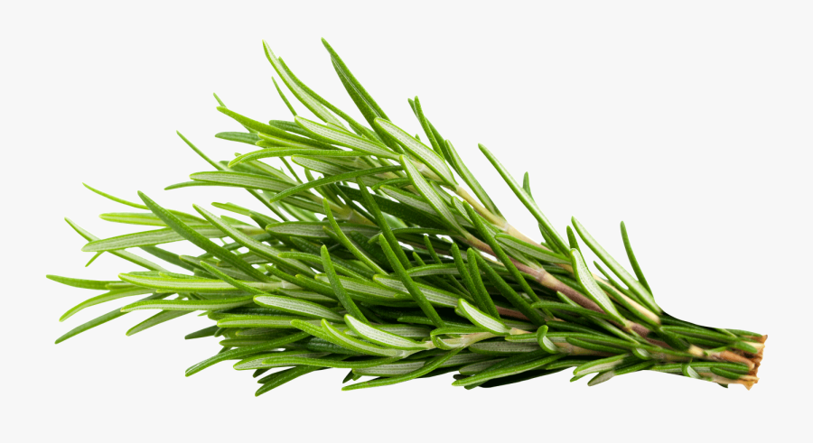 Transparent Rosemary Png, Transparent Clipart