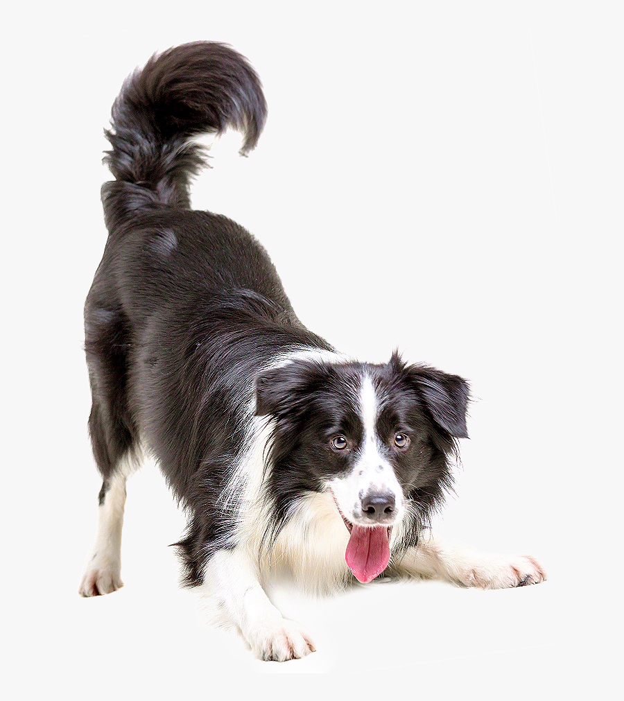 Collie Pet Cat Veterinarian Puppy Border Dogs Clipart - Dog Transparent Background, Transparent Clipart