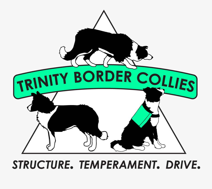 Trinity Border Collies - Dog Catches Something, Transparent Clipart