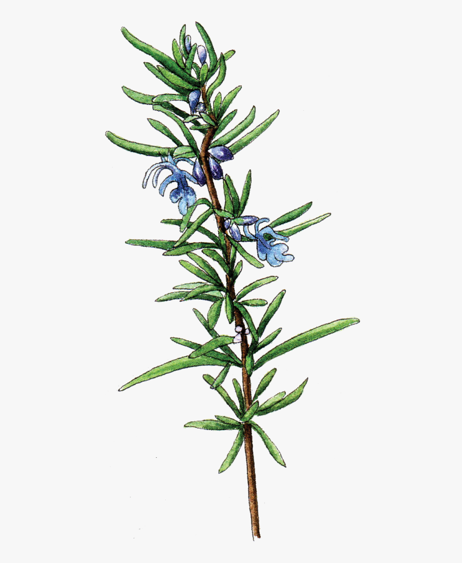 Flower,flowering Plant,gentiana - Rosemary Botanical Illustration Png, Transparent Clipart