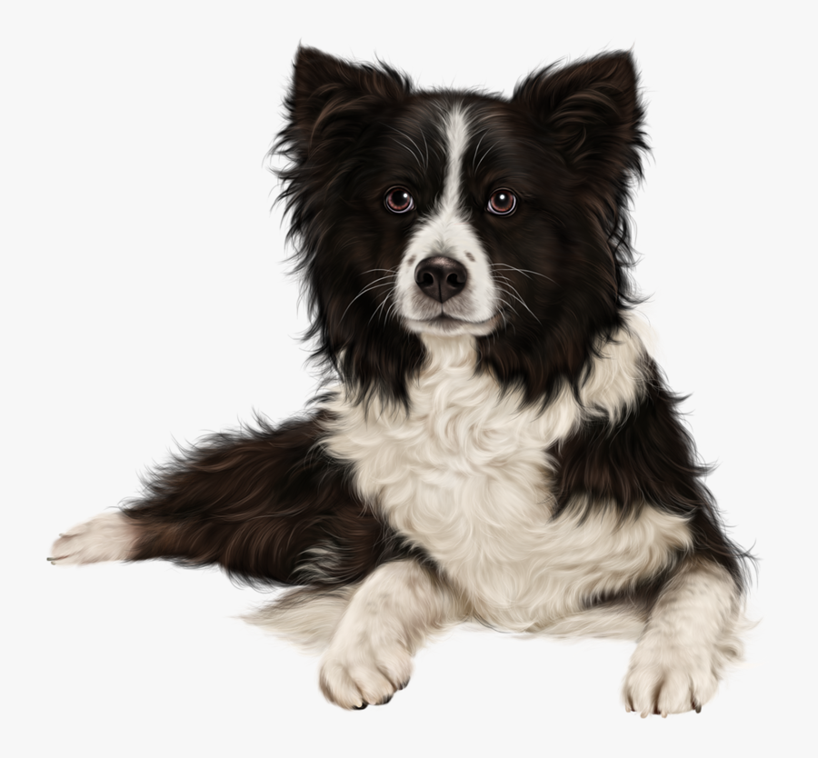 Rough Collie Border Collie Puppy Sheltie Australian - Border Collie Png, Transparent Clipart