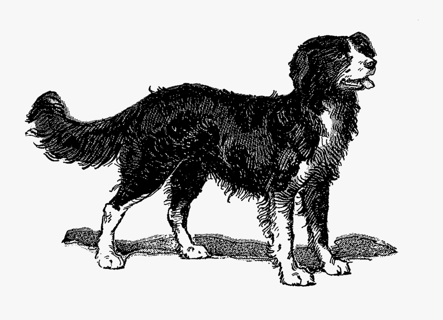 A Beautiful Border Collie - Dog, Transparent Clipart