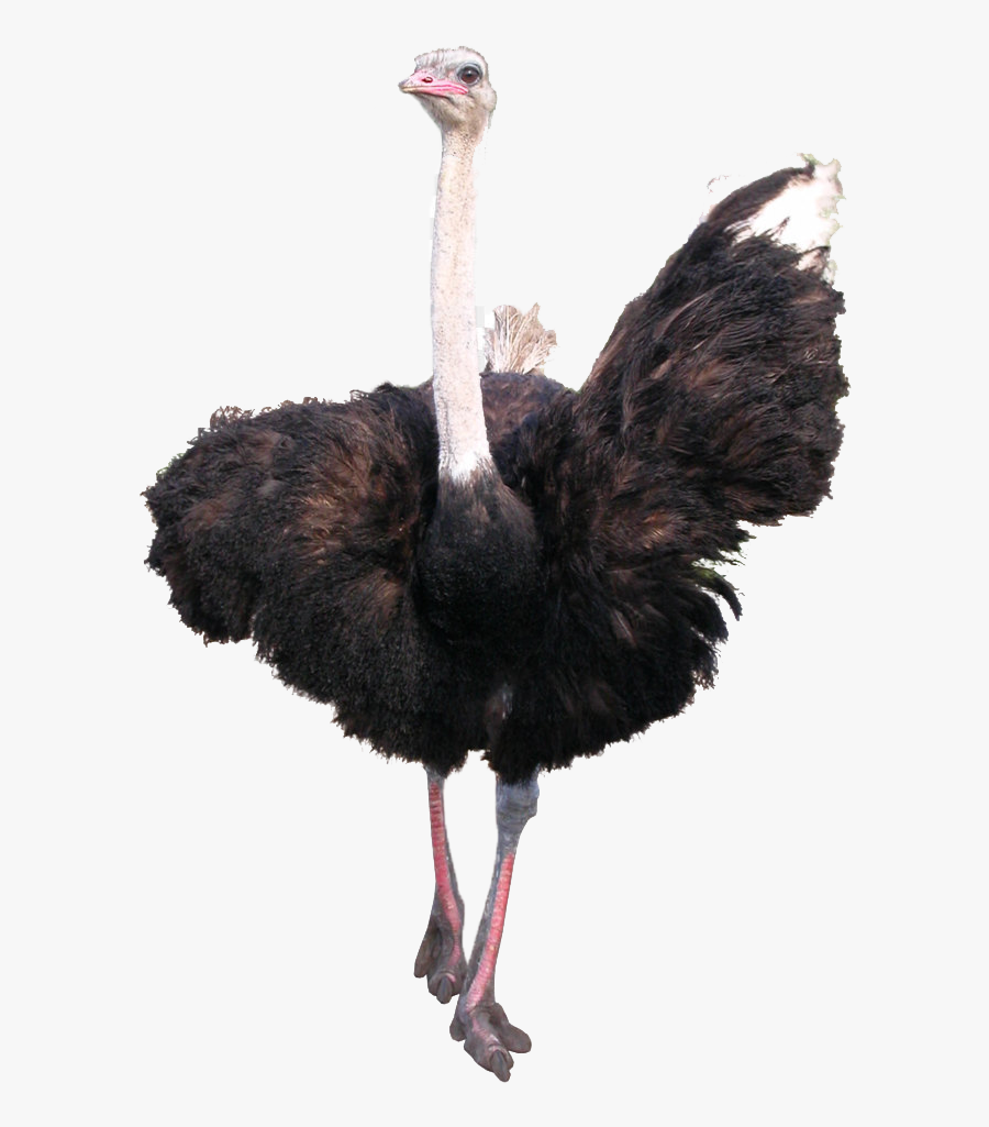 Ostrich Png , Transparent Cartoons - Ostrich Png , Free Transparent