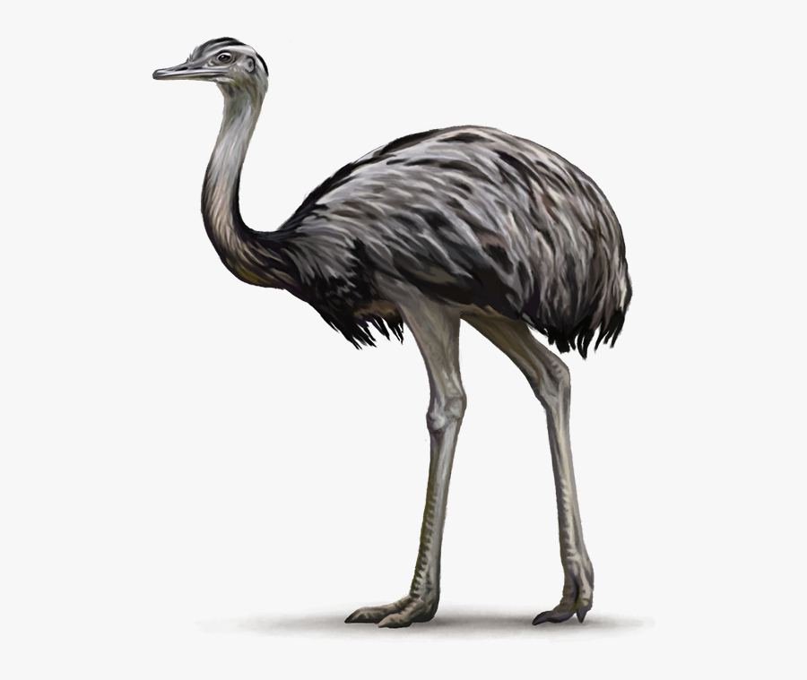 76969 - Flightless Bird Png , Free Transparent Clipart - ClipartKey