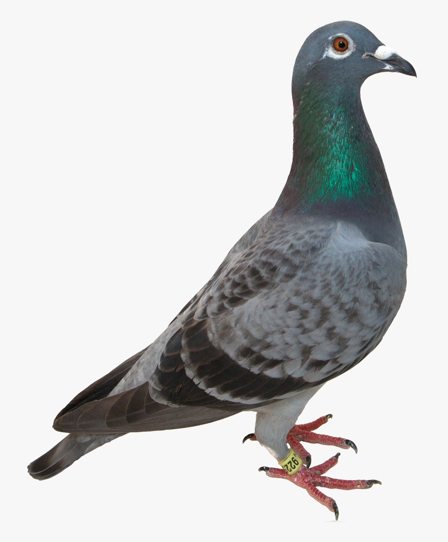 Homing Pigeon Bird Green Pigeon Domestication Clip - Pigeon Transparent, Transparent Clipart
