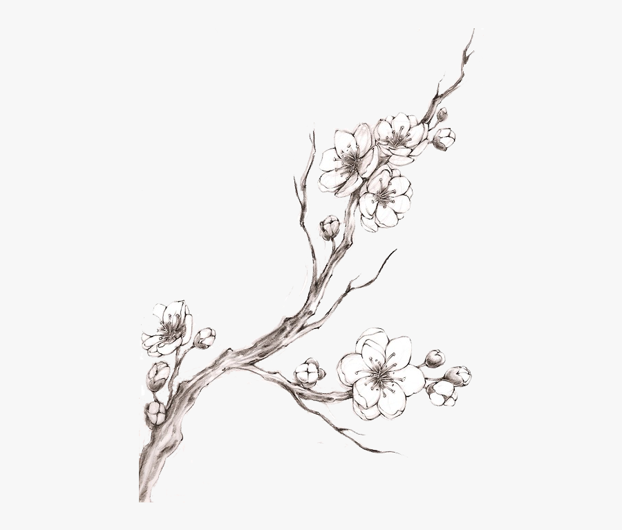 Clip Art How To Draw A Cherry Blossom - Drawing Cherry Blossom Branch, Transparent Clipart