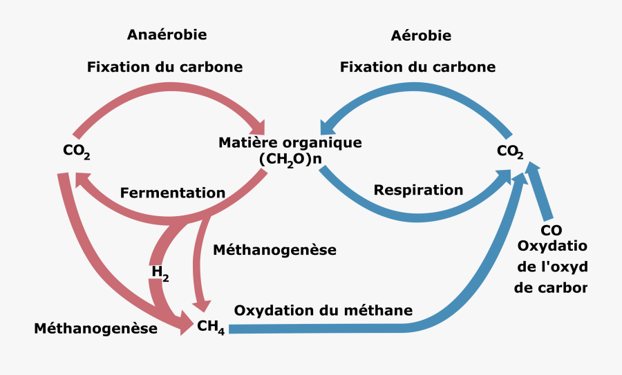 Cycle Biologic Of Carbon Clip Arts - Biohazard Symbol With The Cycle Of Infection, Transparent Clipart