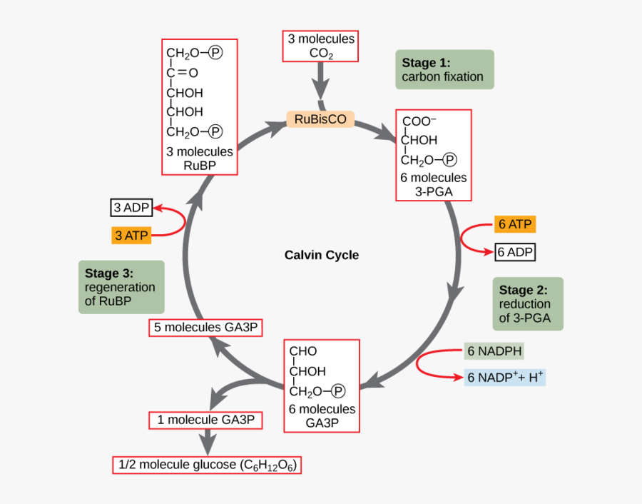 Image Calvin Cycle Pga , Free Transparent Clipart ClipartKey