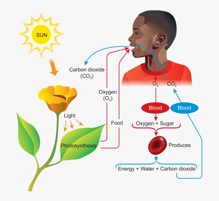 Oxygen. Oxygen and Carbon dioxide. Бризинг (кислород). Oxygen picture.