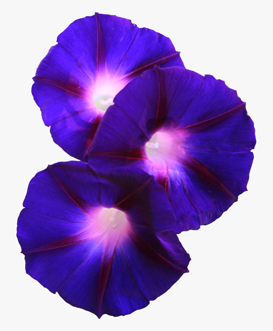 Morning Glory Png Page - Purple Morning Glory Png, Transparent Clipart
