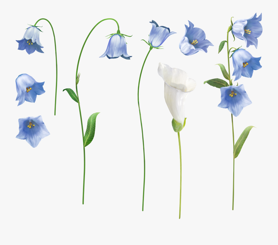 Morning Glory, Flowers, Blue, White, Purple Flowers - Dayflower, Transparent Clipart