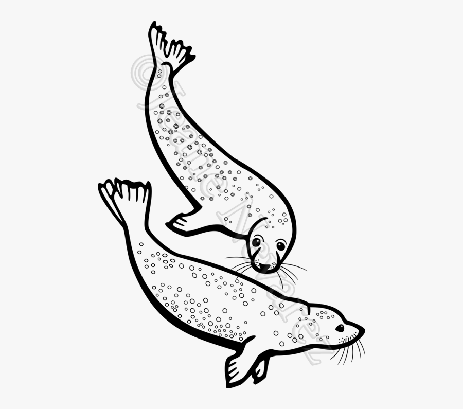 Leopard Seal Clipart Black And White
