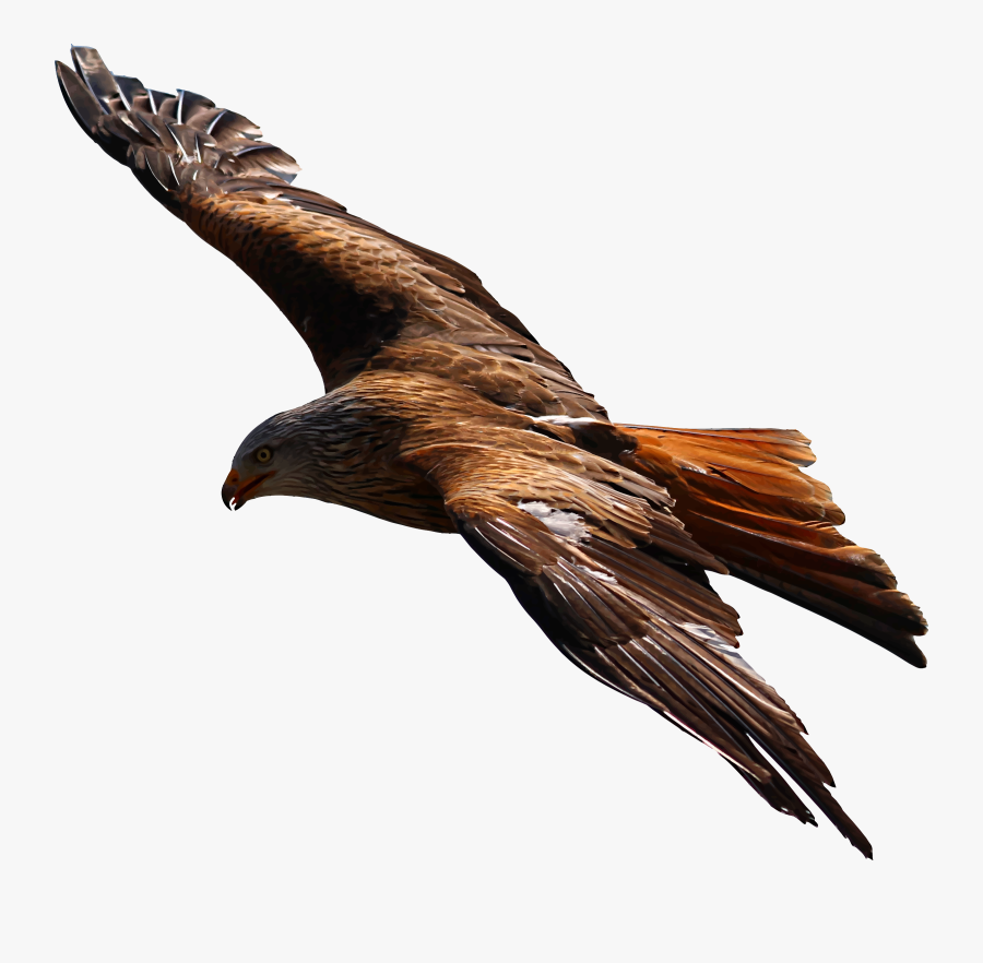 Red Tailed Hawk - Golden Eagle Transparent Background, Transparent Clipart