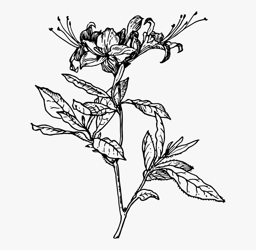 Picture Transparent Azalea Drawing Botanical Illustration - Azalea Vector, Transparent Clipart