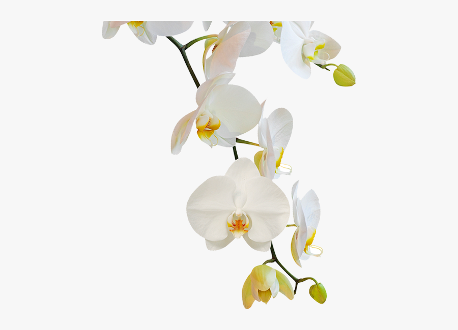 Flowering Plant,moth Flowers,phalaenopsis Sanderiana,orchids - Png Transparente Orquideas Png, Transparent Clipart
