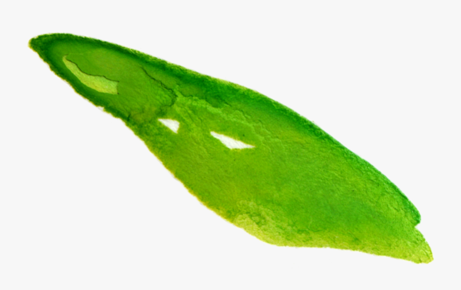 Erythroxylaceae, Transparent Clipart