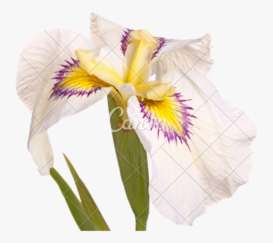 Clip Art White Flower Of A - Flor Amarela Branca Roxa, Transparent Clipart