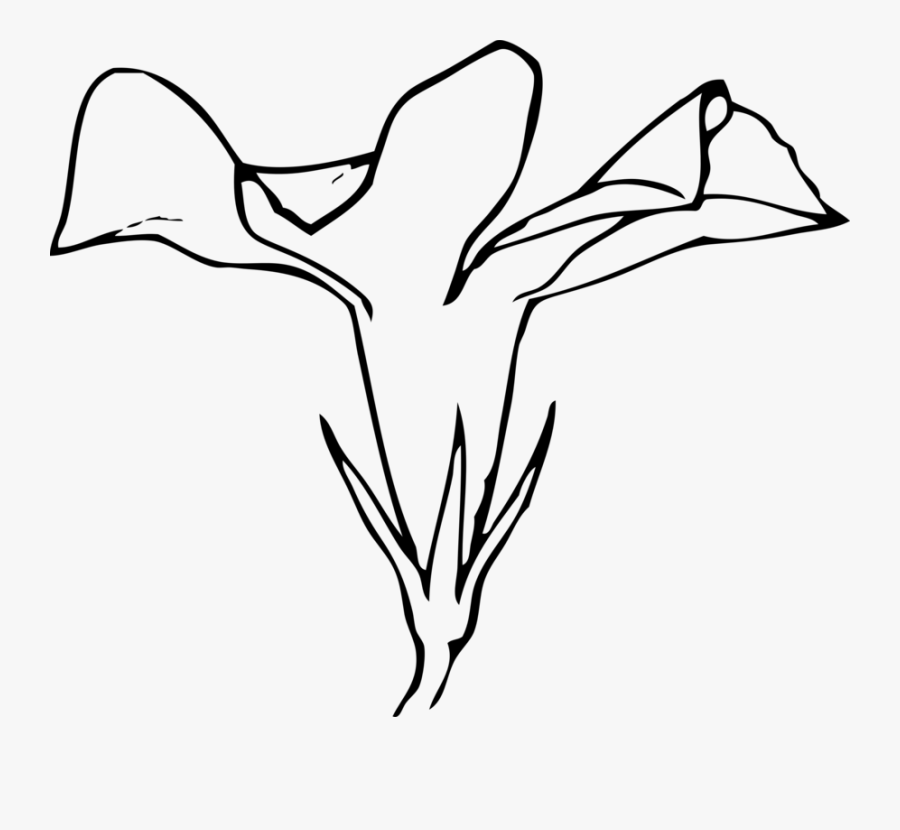 Calla Lily Clip Art Free - Drawing The Side Of A Flower, Transparent Clipart
