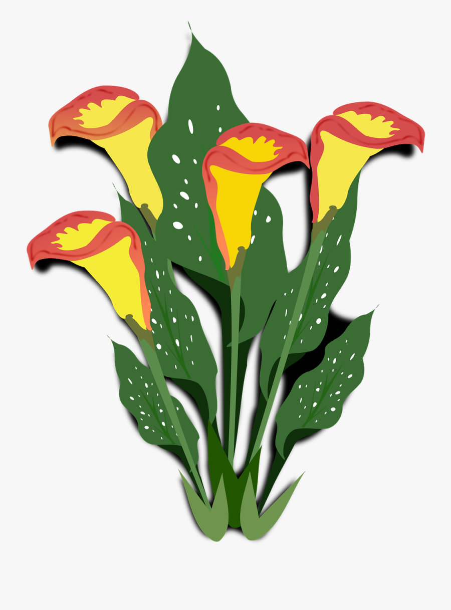 Calla Clip Art Copo De Leite Free Picture - Ornamental Plants Clip Art, Transparent Clipart