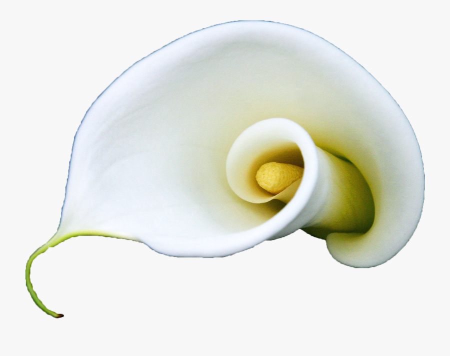 Clip Art Arum Flower Lilium A - Giant White Arum Lily, Transparent Clipart