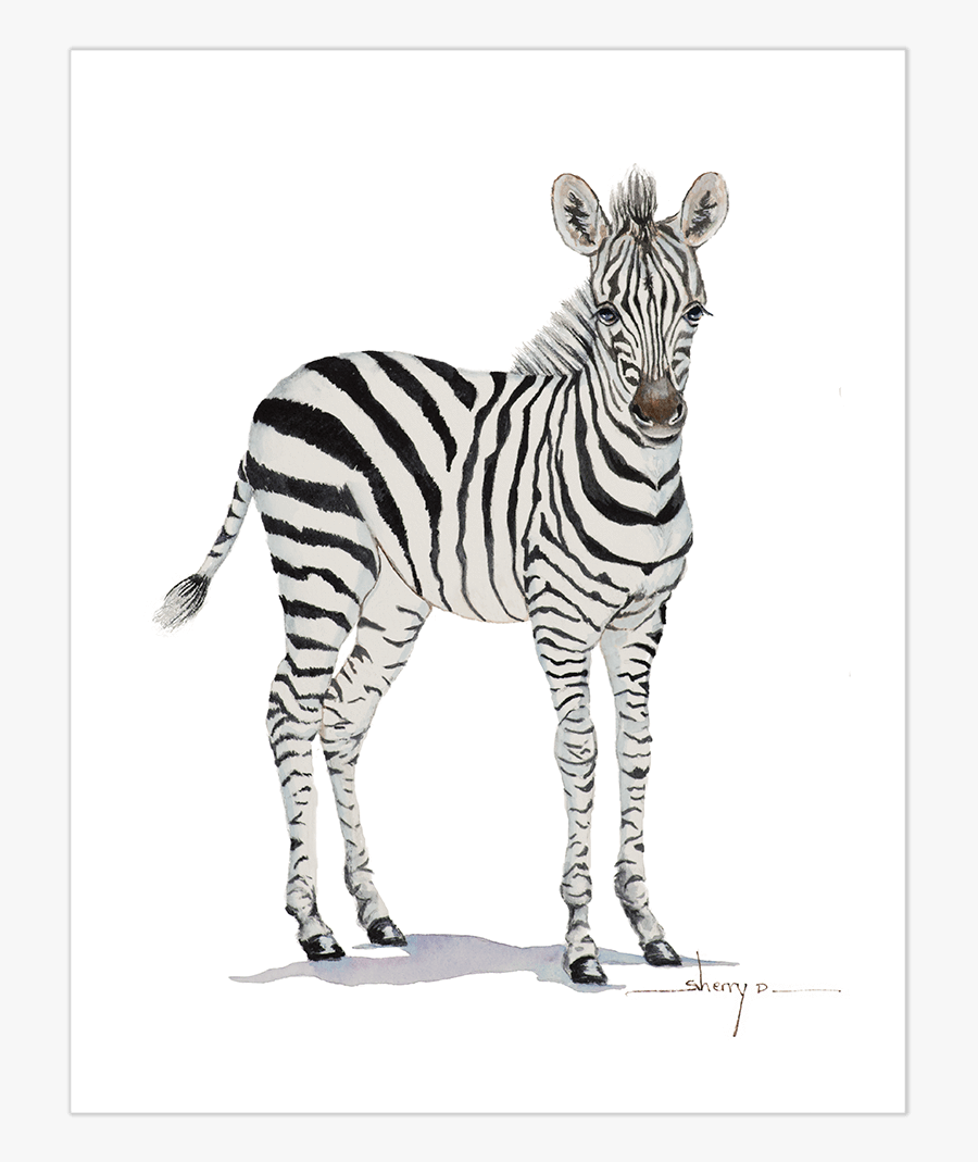 Clip Art Zebra Wall Art Imageworks - Baby Zebra Transparent Background, Transparent Clipart