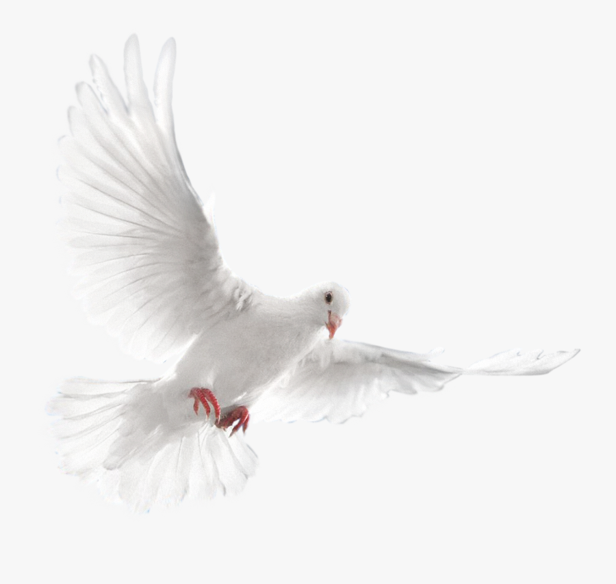 White Dove Bird, Transparent Clipart