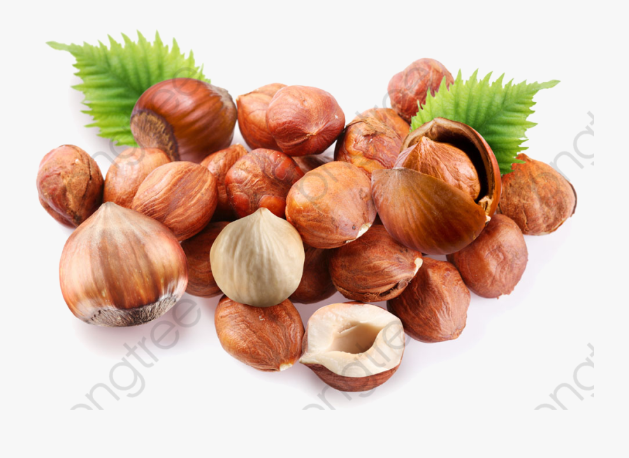 Transparent Nuts Png - Macadamia Nut Clipart, Transparent Clipart