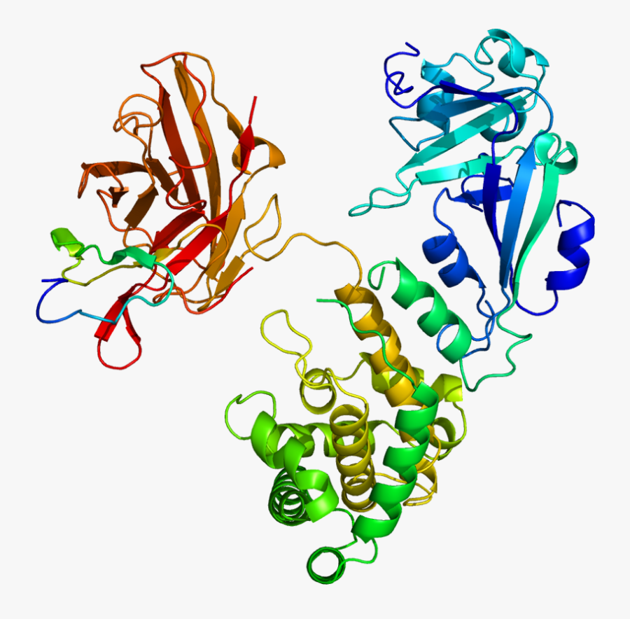 Epidermal Growth Factor Protein Structure Clipart , - Heparin Binding Protein Structure, Transparent Clipart