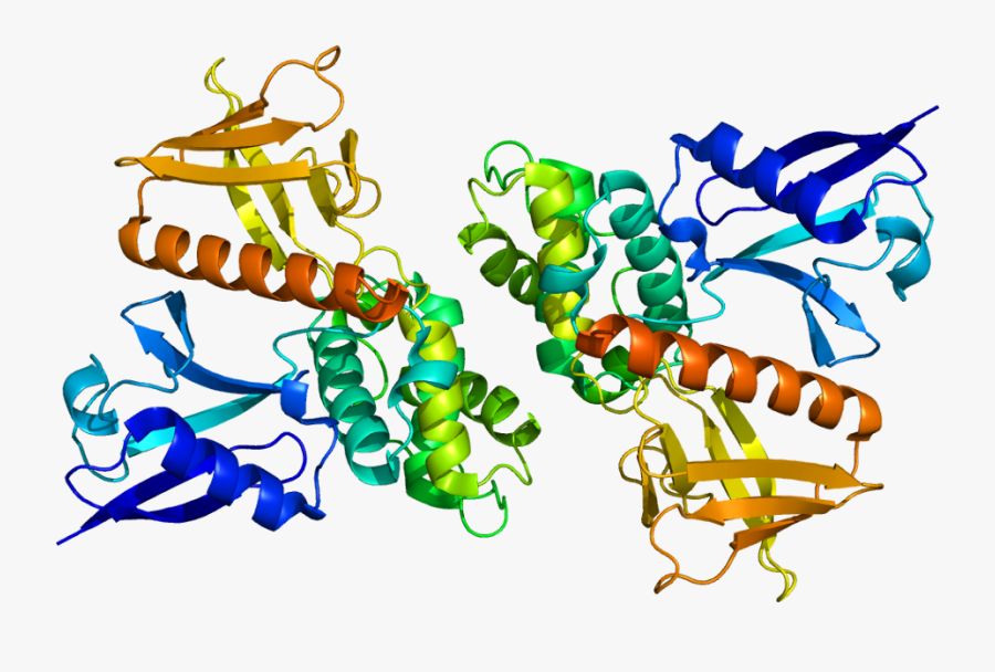 Protein Nf2 Pdb 1h4r - Merlin Protein, Transparent Clipart