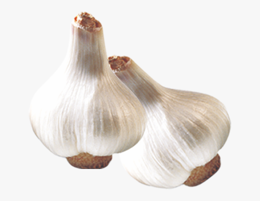 Fresh Garlic Png Download - Elephant Garlic, Transparent Clipart