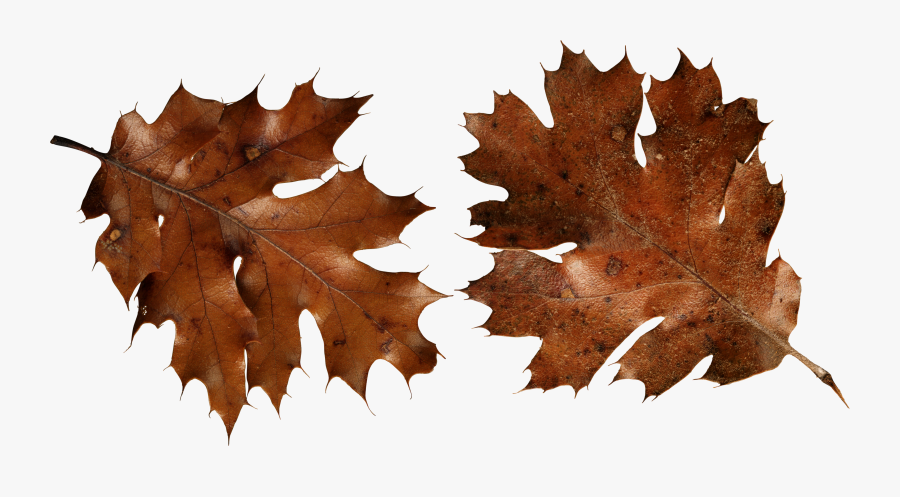 Autumn Leaves Clipart Dead Leaf - Brown Autumn Leaf Png, Transparent Clipart
