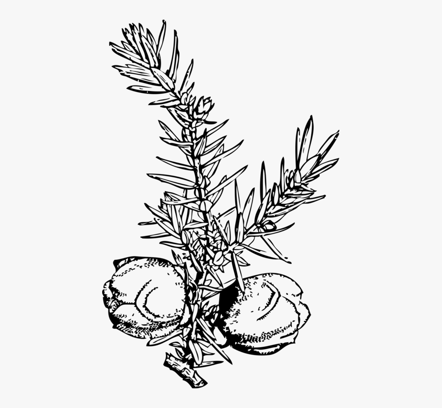 Juniper Berry Leaf Blueberry - Juniperus Drupacea, Transparent Clipart
