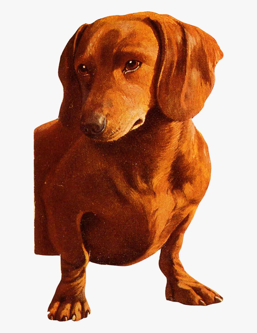 Dog, Transparent Clipart