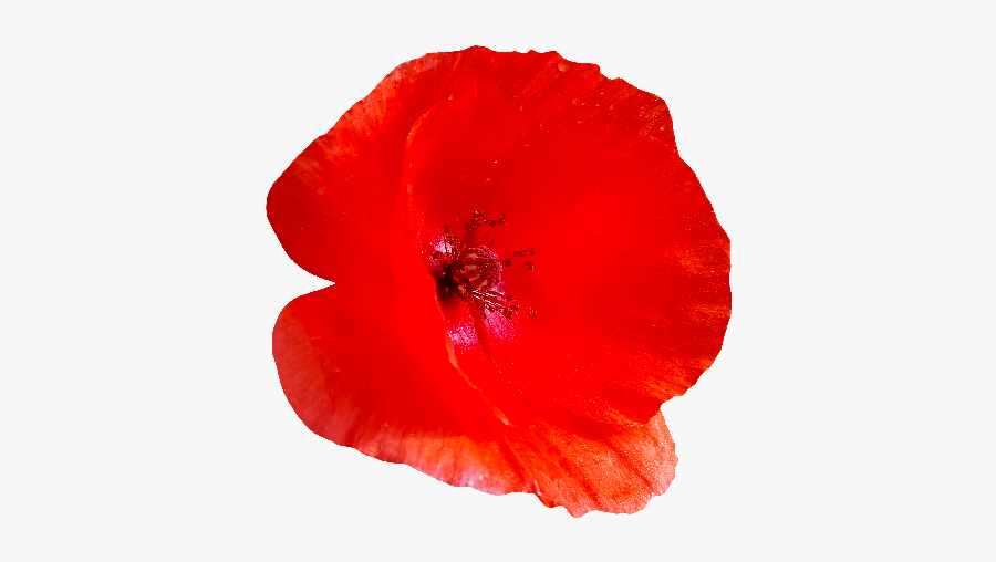 poppy png red poppy flower png free transparent clipart clipartkey poppy png red poppy flower png