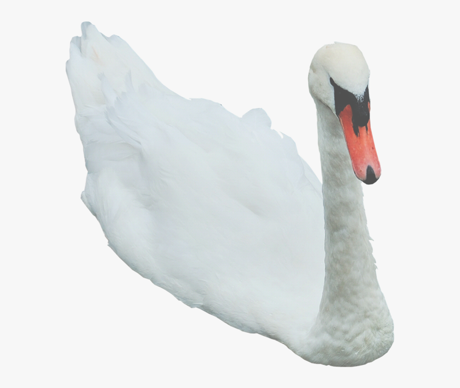 Swan Clipart Transparent - Zwaan Transparent Png, Transparent Clipart