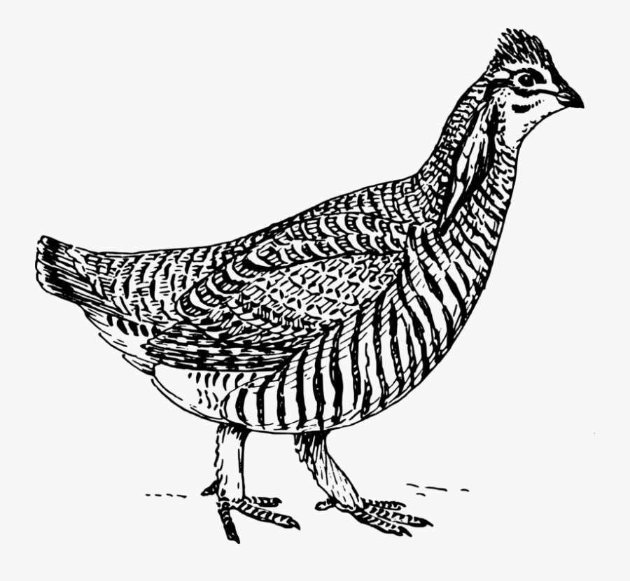 Prairie Chicken - Prairie Chicken Black And White, Transparent Clipart