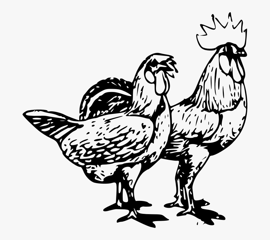 Transparent Poultry Png - Tavuk Ve Horoz Çizimi, Transparent Clipart