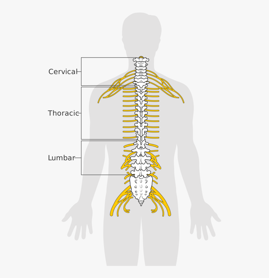 Clip Art Of The Spinal Cord - Spinal Cord Example, Transparent Clipart