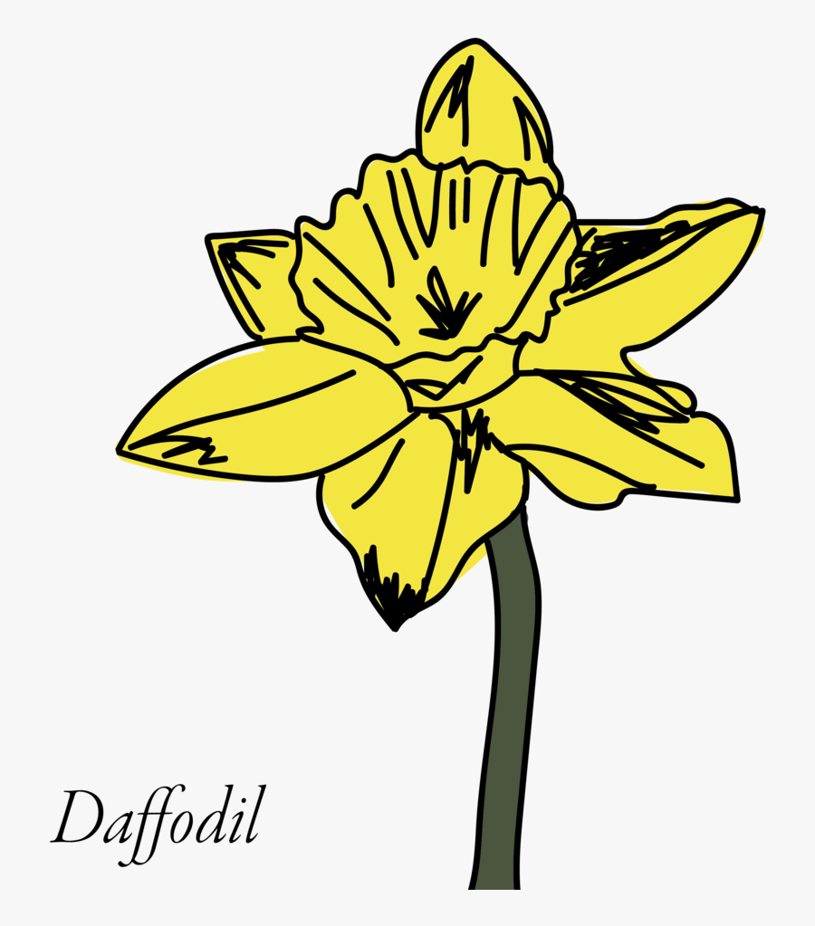 Alphabet Of Flowers Erica Hartmann - Narcissus, Transparent Clipart