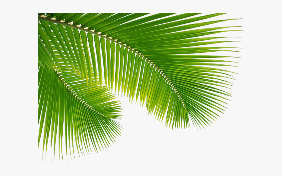 Palm Tree Leaf Png Clip Art Escobar Cleaning Services - Png Transparent