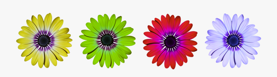 Flower Flowers Daisy Free Picture - Daisy Summer Flowers, Transparent Clipart
