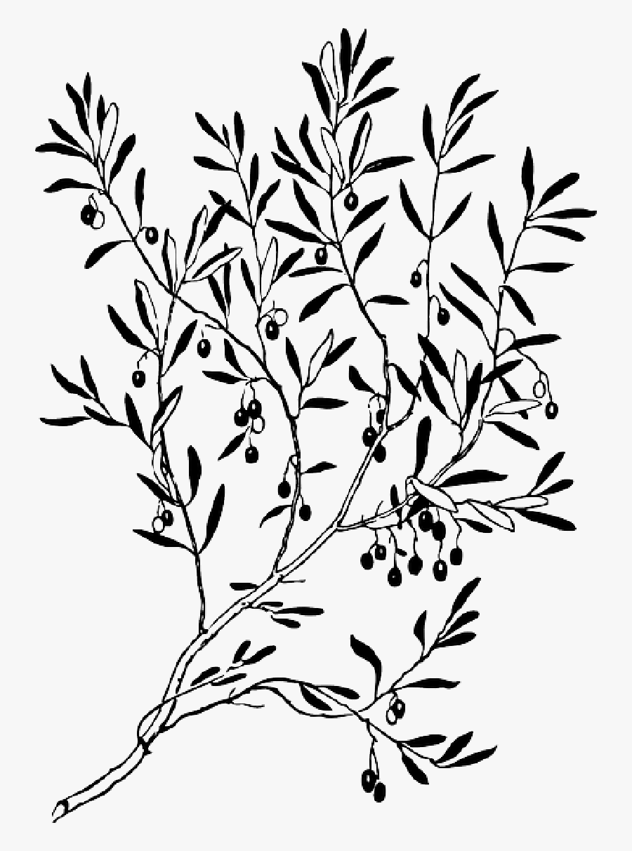 Olive Branch Vector Graphics Clip Art Silhouette - Olive Branch Clipart Black And White, Transparent Clipart