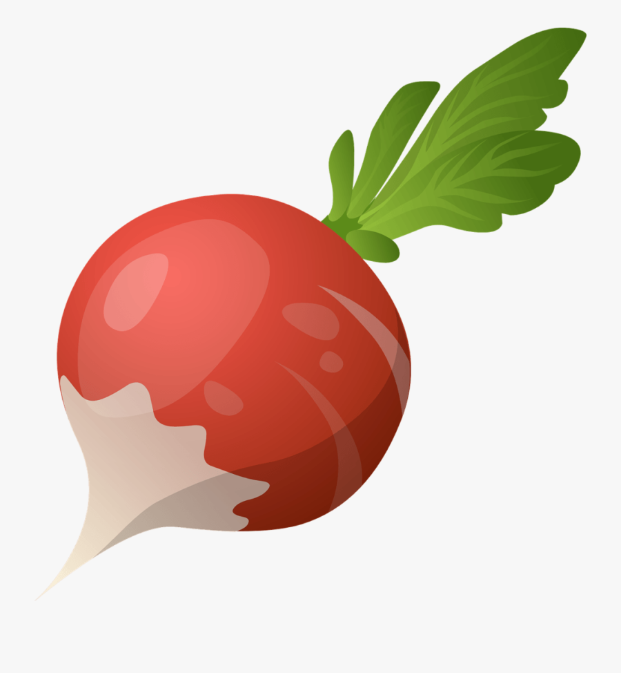 Red Globe Radish That Can Be Planted On A Vegetable - Radish Cartoon