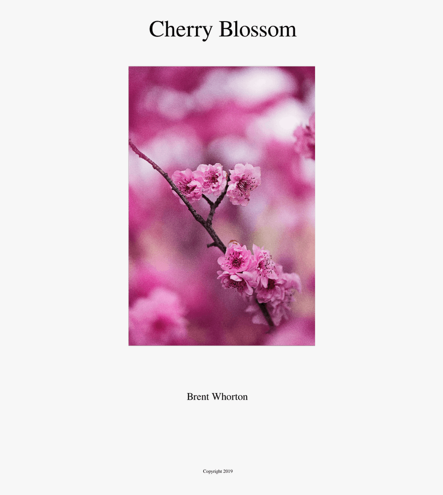 Cherry Blossom Sheet Music For Flute, Clarinet, Oboe, - Cherry Blossom, Transparent Clipart