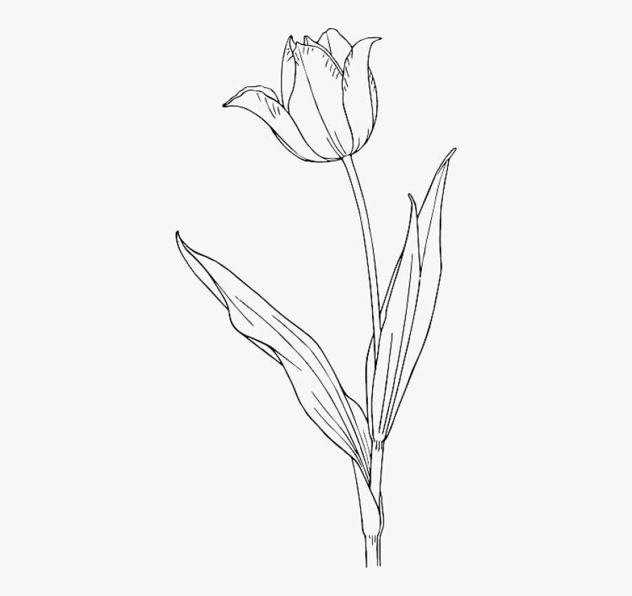 Tulip Flower Line Drawing, Transparent Clipart