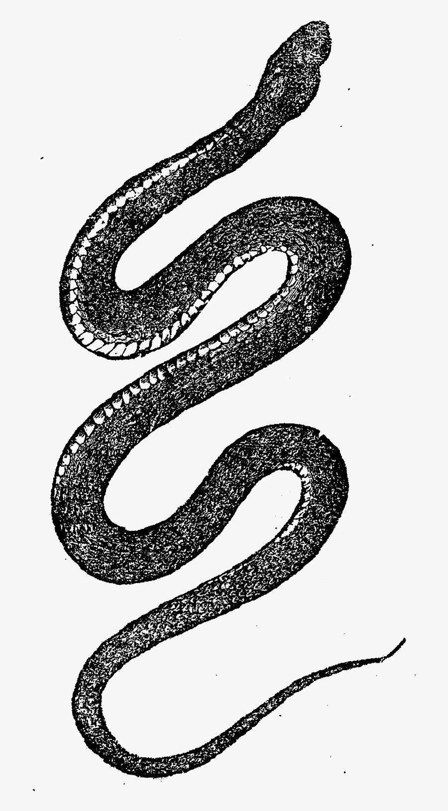 Transparent Snake Art Png - Vintage Snake Png, Transparent Clipart