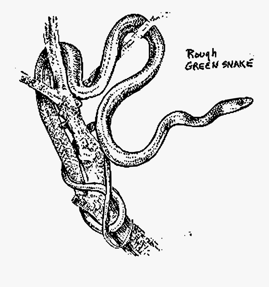Rough Green Snake Clip Arts, Transparent Clipart