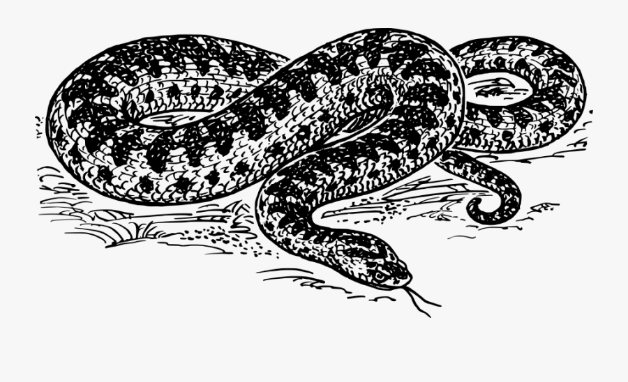 Anaconda Black And White Clipart - Anaconda Black And White, Transparent Clipart