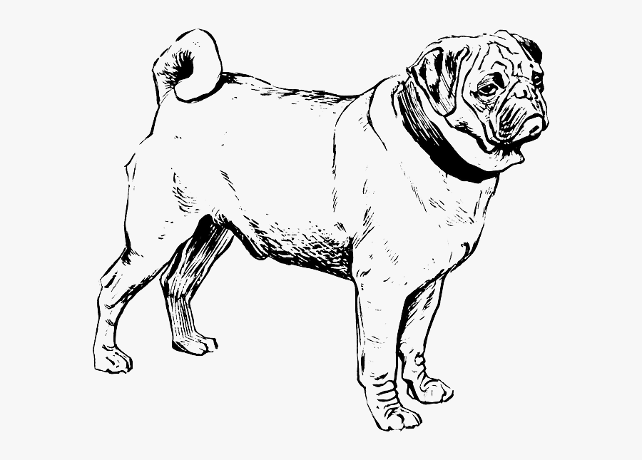 Outline Clip Art Pug, Transparent Clipart