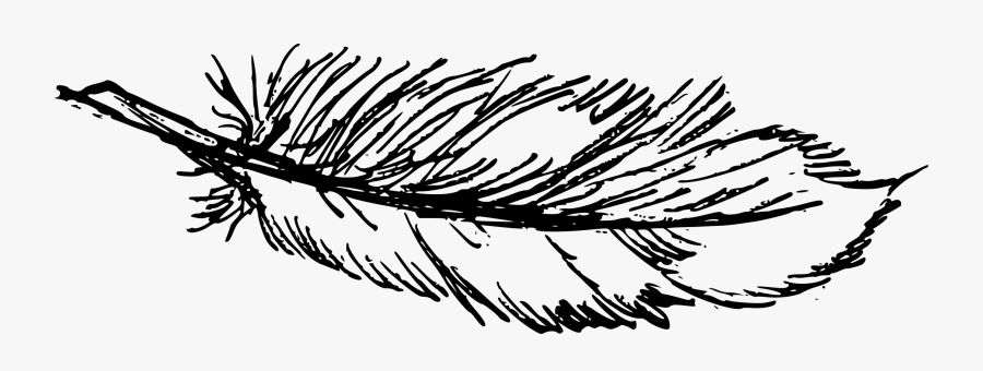 Colorado Spruce,feather,white Book,branch,pine Family,vascular, Transparent Clipart